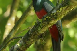 Trogon krasnodzioby - Trogon massena - Slaty-tailed Trogon