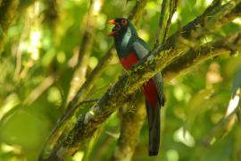 Trogon krasnodzioby - Trogon massena - Slaty-tailed Trogon