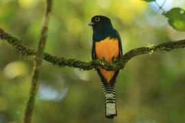 Trogon wyżynny - Trogon caligatus - Gartered Trogon