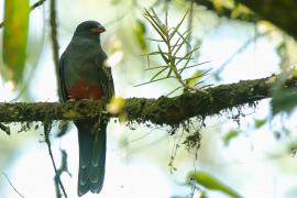 Trogon krasnodzioby - Trogon massena - Slaty-tailed Trogon