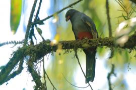 Trogon krasnodzioby - Trogon massena - Slaty-tailed Trogon