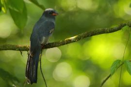 Trogon krasnodzioby - Trogon massena - Slaty-tailed Trogon