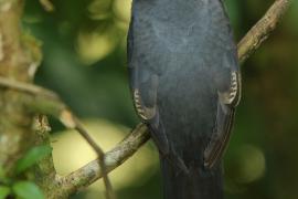 Trogon krasnodzioby - Trogon massena - Slaty-tailed Trogon