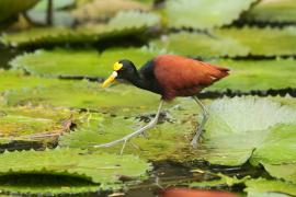 Długoszpon żółtoczelny - Jacana spinosa - Northern Jacana