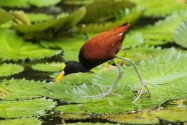 Długoszpon żółtoczelny - Jacana spinosa - Northern Jacana