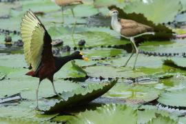 Długoszpon żółtoczelny - Jacana spinosa - Northern Jacana
