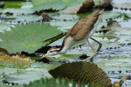 Długoszpon żółtoczelny - Jacana spinosa - Northern Jacana