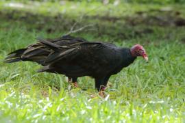 Sępnik różowogłowy - Cathartes aura - Turkey Vulture