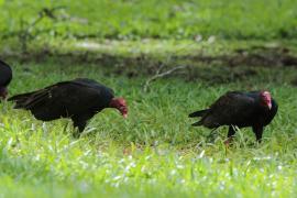 Sępnik różowogłowy - Cathartes aura - Turkey Vulture