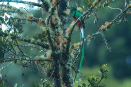 Kwezal herbowy - Pharomachrus mocinno - Resplendent Quetzal