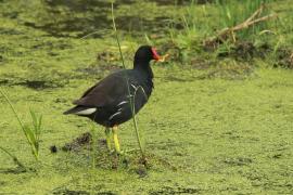Kokoszka - Gallinula chloropus - Common Moorhen