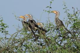Toko czerwonolicy - Tockus leucomelas - Southern Yellow-billed Hornbill