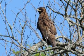 Orzełek afrykański - Hieraaetus wahlberg - Wahlberg's Eagle