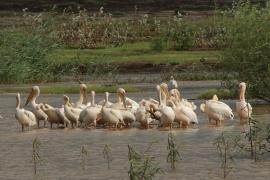 Pelikan różowy - Pelecanus onocrotalus - Great White Pelican