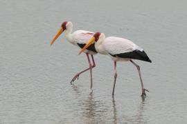 Dławigad afrykański - Mycteria ibis - Yellow-billed Stork