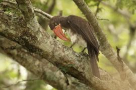 Toko czarnogłowy - Lophoceros alboterminatus - Crowned Hornbill