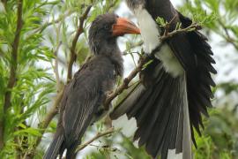 Toko czarnogłowy - Lophoceros alboterminatus - Crowned Hornbill