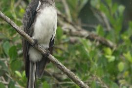 Toko czarnogłowy - Lophoceros alboterminatus - Crowned Hornbill