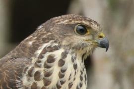 Krogulec trzypręgowy - Accipiter tachiro - African Goshawk