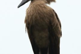 Waruga - Scopus umbretta - Hamerkop