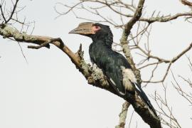 Dzioborożec trąbiący - Bycanistes bucinator - Trumpeter Hornbill