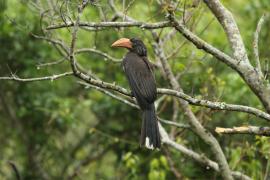 Toko czarnogłowy - Lophoceros alboterminatus - Crowned Hornbill