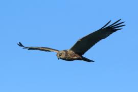 Błotniak stawowy - Circus aeruginosus - Western Marsh Harrier