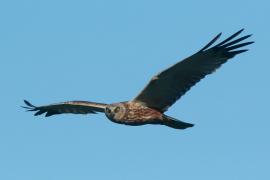 Błotniak stawowy - Circus aeruginosus - Western Marsh Harrier