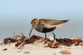 Biegus zmienny - Calidris alpina - Dunlin