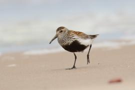 Biegus zmienny - Calidris alpina - Dunlin