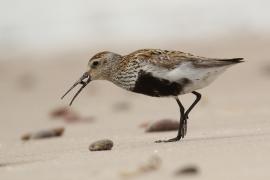 Biegus zmienny - Calidris alpina - Dunlin