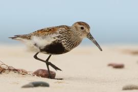 Biegus zmienny - Calidris alpina - Dunlin