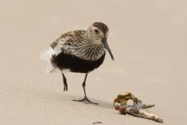 Biegus zmienny - Calidris alpina - Dunlin