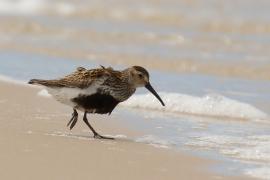 Biegus zmienny - Calidris alpina - Dunlin