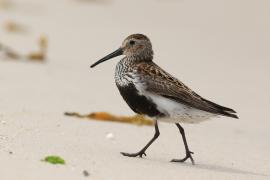 Biegus zmienny - Calidris alpina - Dunlin