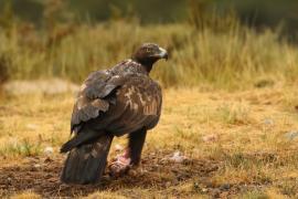 Orzeł przedni - Aquila chrysaetos - Golden Eagle
