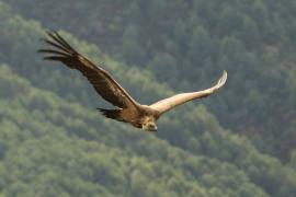 Sęp płowy - Gyps fulvus - Griffon Vulture
