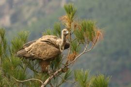 Sęp płowy - Gyps fulvus - Griffon Vulture
