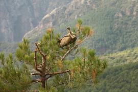Sęp płowy - Gyps fulvus - Griffon Vulture