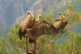 Sęp płowy - Gyps fulvus - Griffon Vulture