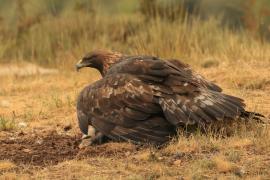 Orzeł przedni - Aquila chrysaetos - Golden Eagle