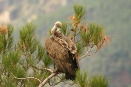 Sęp płowy - Gyps fulvus - Griffon Vulture
