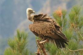 Sęp płowy - Gyps fulvus - Griffon Vulture