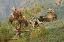 Sęp płowy - Gyps fulvus - Griffon Vulture