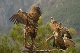 Sęp płowy - Gyps fulvus - Griffon Vulture