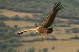 Sęp płowy - Gyps fulvus - Griffon Vulture
