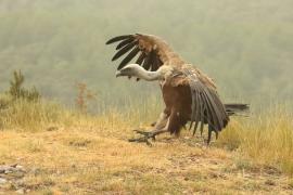 Sęp płowy - Gyps fulvus - Griffon Vulture