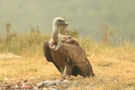 Sęp płowy - Gyps fulvus - Griffon Vulture