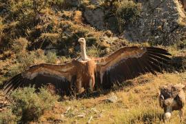 Sęp płowy - Gyps fulvus - Griffon Vulture