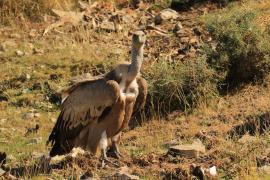 Sęp płowy - Gyps fulvus - Griffon Vulture